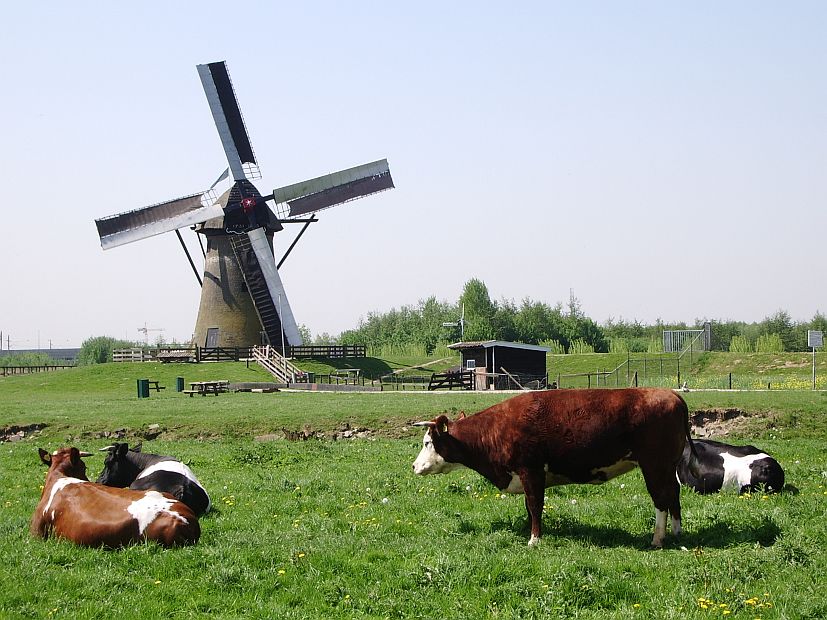 View from
                      cap of De Middelste Molen